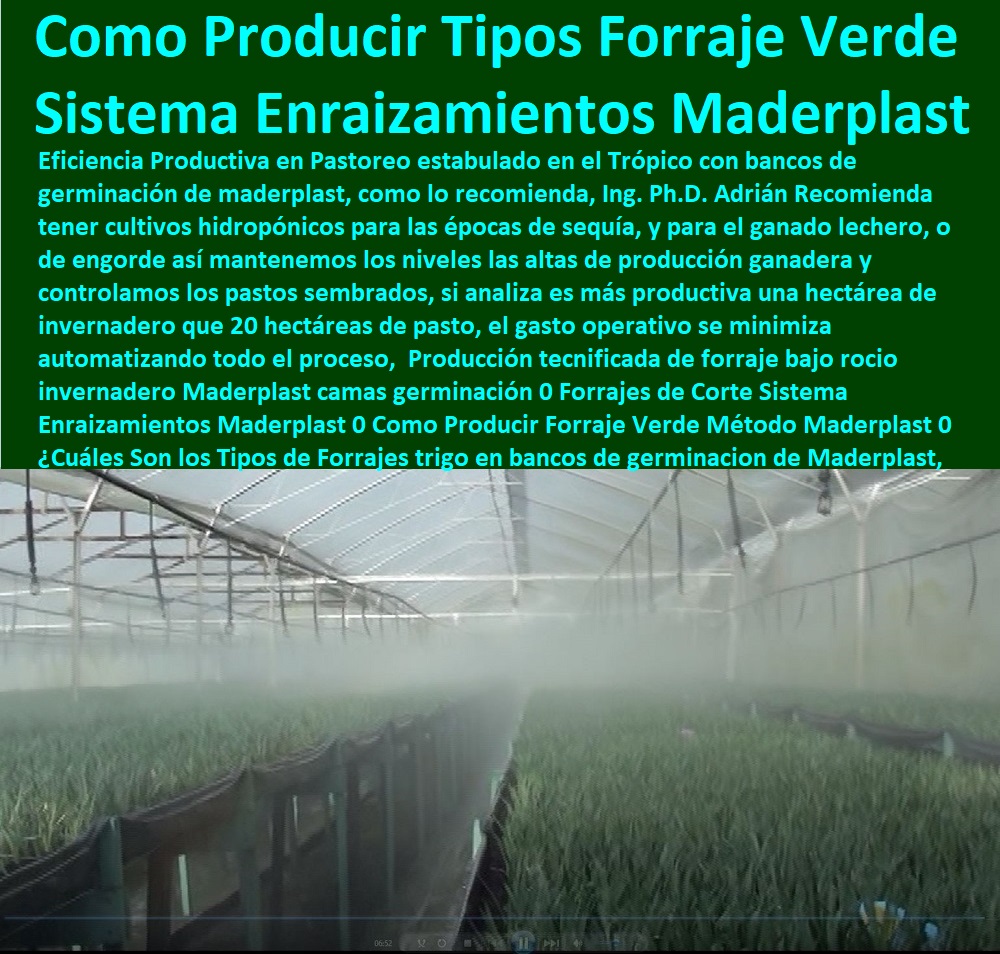 Producción tecnificada de forraje Sistemas de Pastoreo, Estabulación de Ganado, Pastoreo Intensivo, Establos, Corrales, Saladeros, Comederos, Cerramientos, Postes, Ganaderías Tecnificadas, Ganaderías Tecnificadas, Explotación Ganadera Automatizada, bajo rocio invernadero Maderplast camas germinación 0 Forrajes de Corte Sistema Enraizamientos Maderplast 0 Como Producir Forraje Verde Método Maderplast 0 ¿Cuáles Son los Tipos de Forrajes trigo Producción tecnificada de forraje bajo rocio invernadero Maderplast camas germinación 0 Forrajes de Corte Sistema Enraizamientos Maderplast 0 Como Producir Forraje Verde Método Maderplast 0 ¿Cuáles Son los Tipos de Forrajes trigo